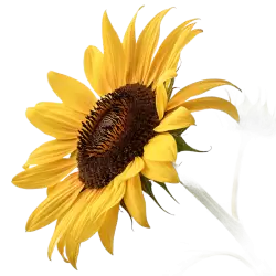 Imagen PNG para descargar